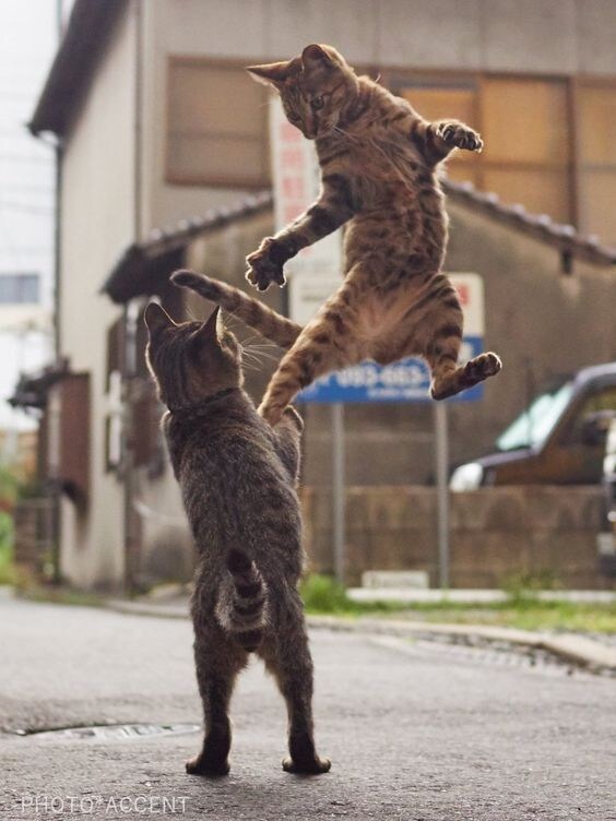 고양이 무리를 조심해야 하는 이유_1.jpg