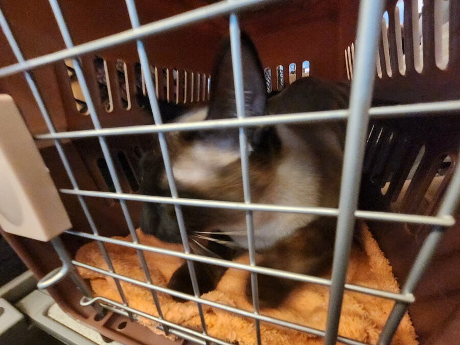 약물납치감금 당한 고양이의 최후...._5.jpg