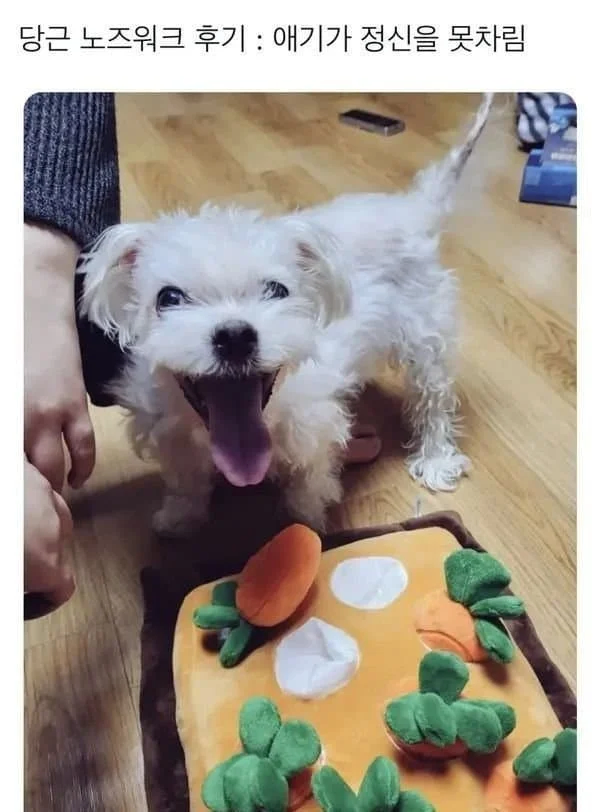 강아지 노즈워크 후기_1.webp