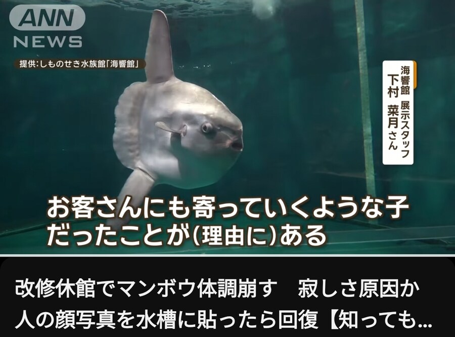 일본)에서 개복치가 '돌연사 할 뻔한' 이유_1.jpg