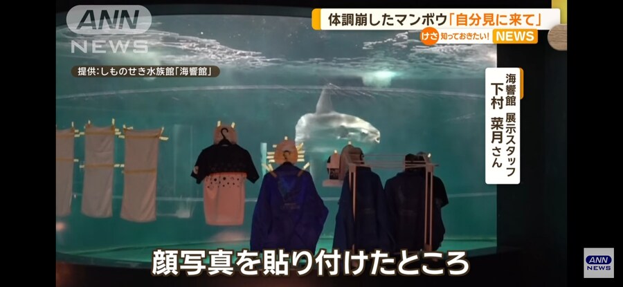 일본)에서 개복치가 '돌연사 할 뻔한' 이유_2.jpg