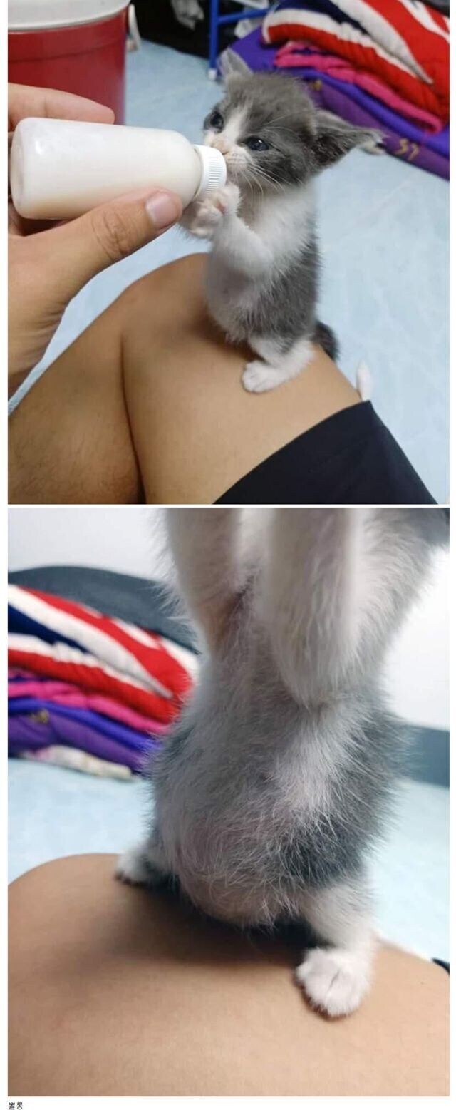 이게 고양이야 돼지야_1.png