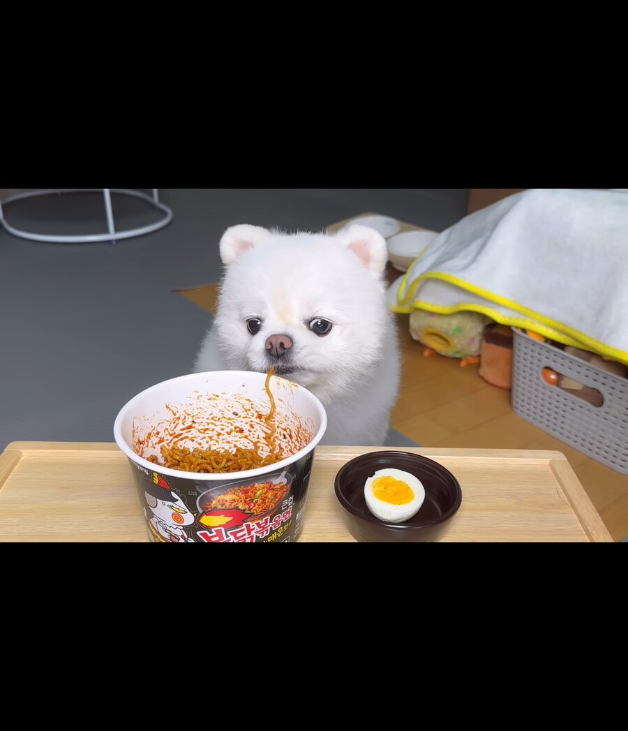 아니 강아지 한테 불닭면을 먹여 ?_3.jpg