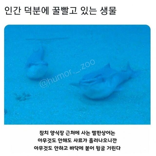 인간 덕분에 꿀빨고 있는 생물.jpg_1.jpg