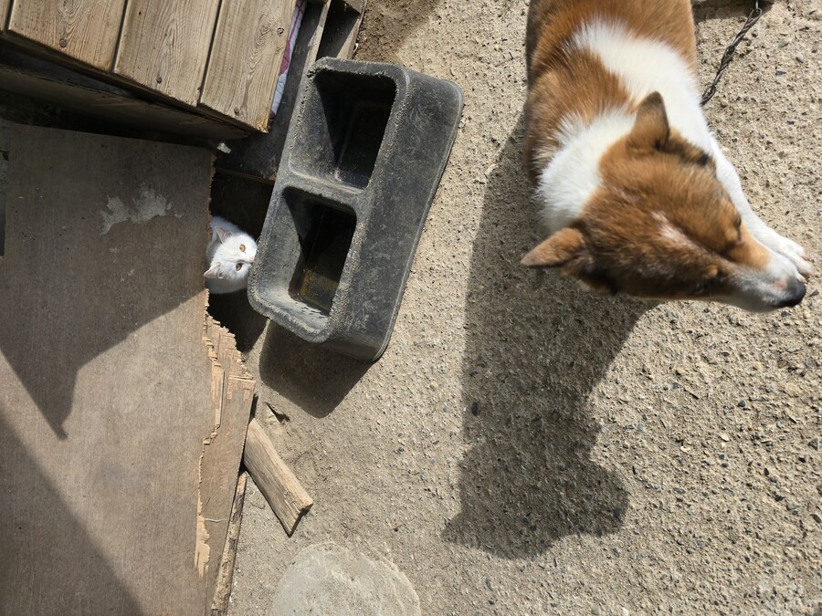 명절 큰집 시고르 자브종 근황_12.jpg