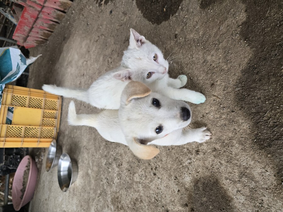 명절 큰집 시고르 자브종 근황_2.jpg