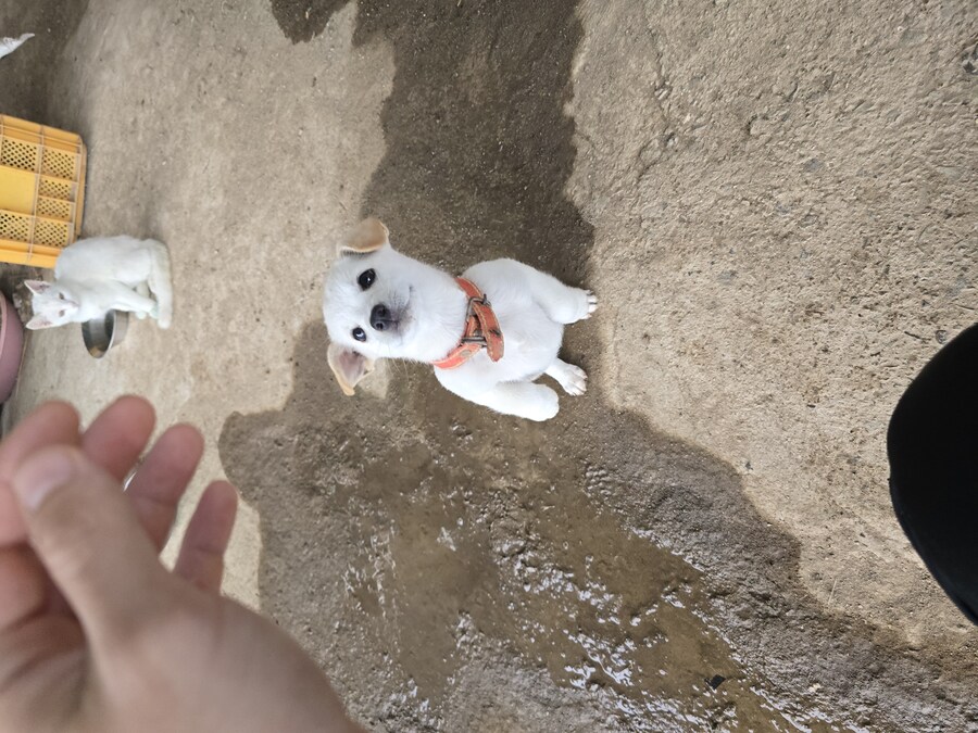 명절 큰집 시고르 자브종 근황_3.jpg