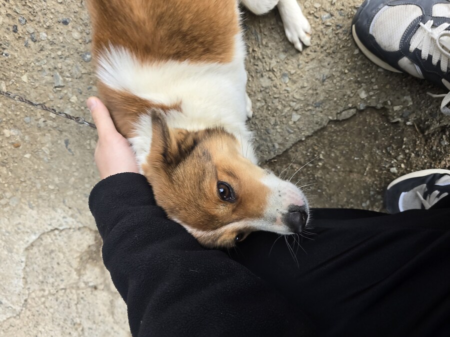 명절 큰집 시고르 자브종 근황_16.jpg