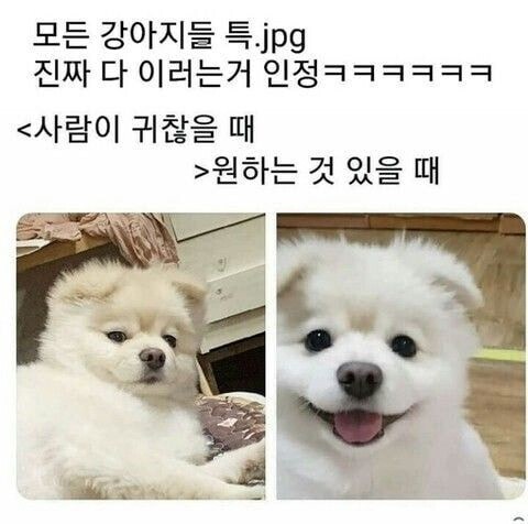 모든 강아지들 특징_1.jpg