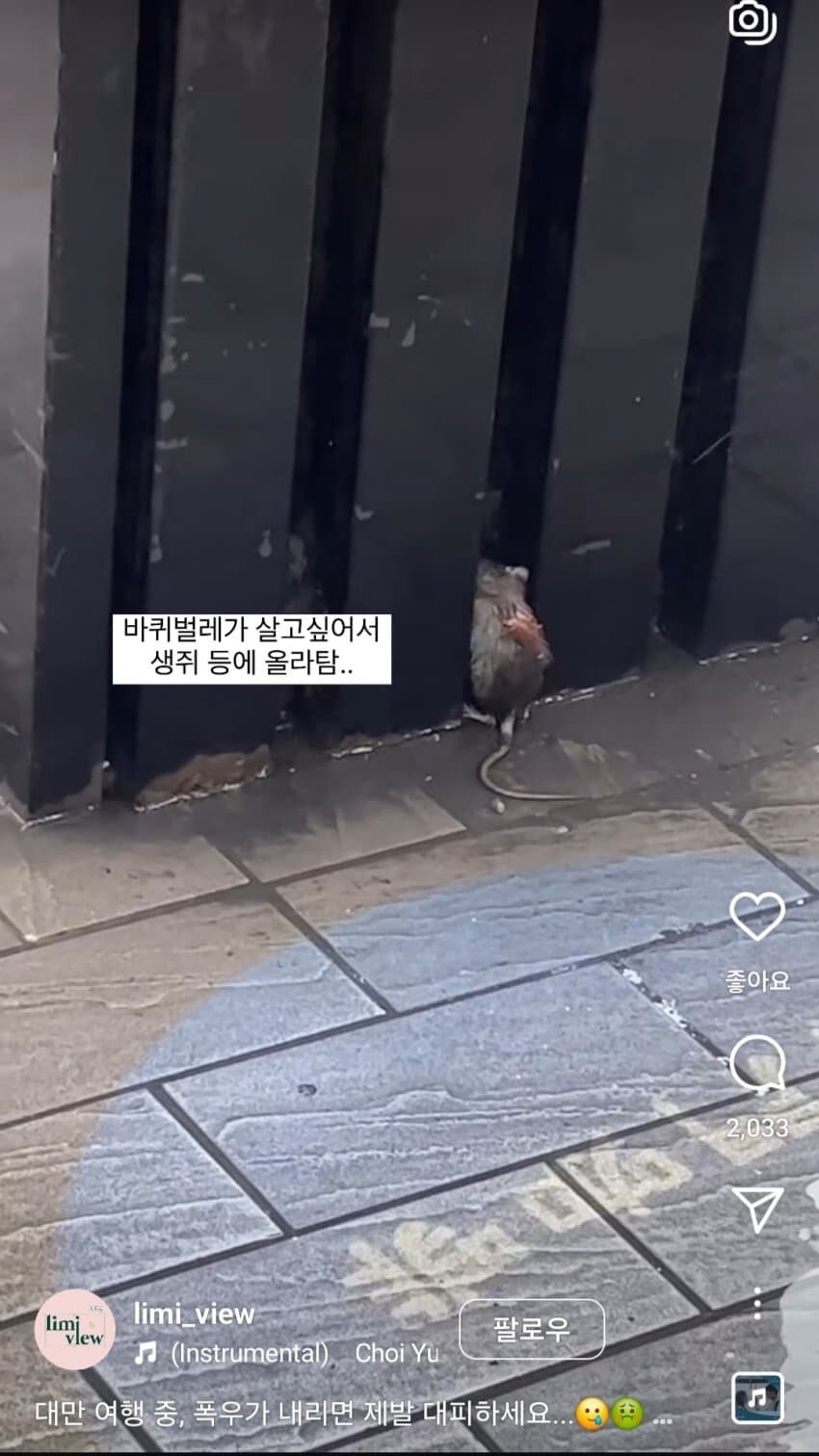 대만에서 비올때 조심해야하는거_5.jpg