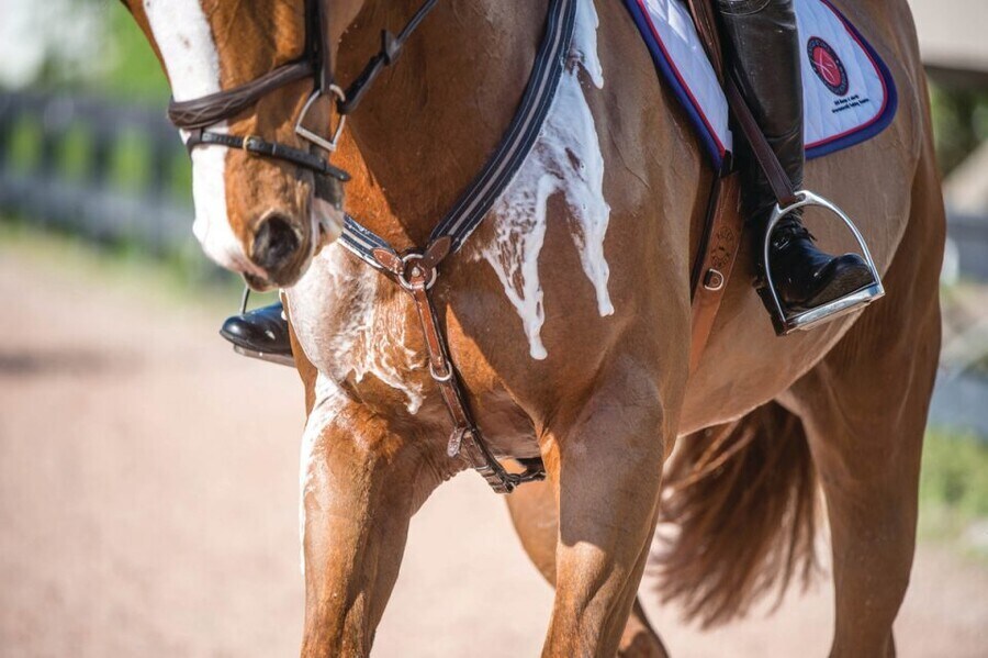 말의 땀에는 계면활성제(비누, 세제)성분이 있다._1.jpg