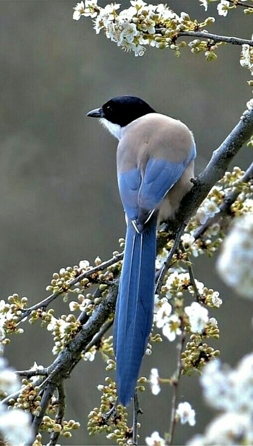 게이- 게이- 게-이 하면서 우는 새_4.jpg