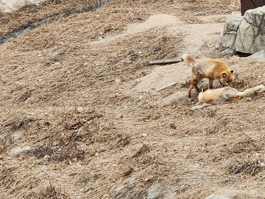 여우) 주말에 여우생태관찰원가서 대박샷찍고옴.jpg_7.jpg