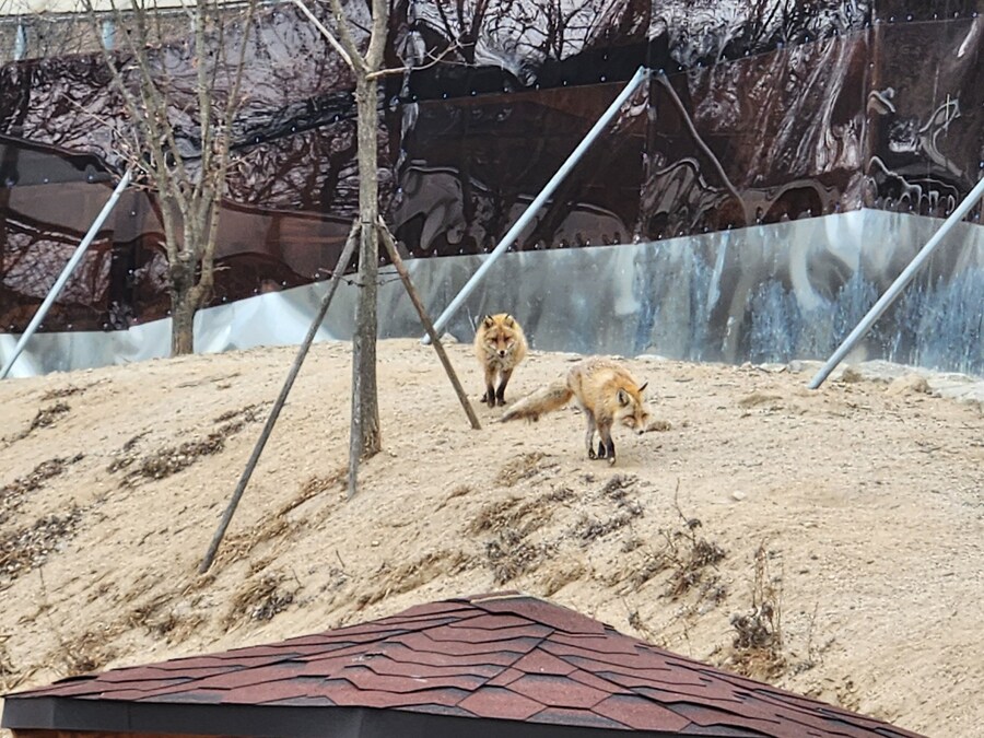 여우) 주말에 여우생태관찰원가서 대박샷찍고옴.jpg_8.jpg