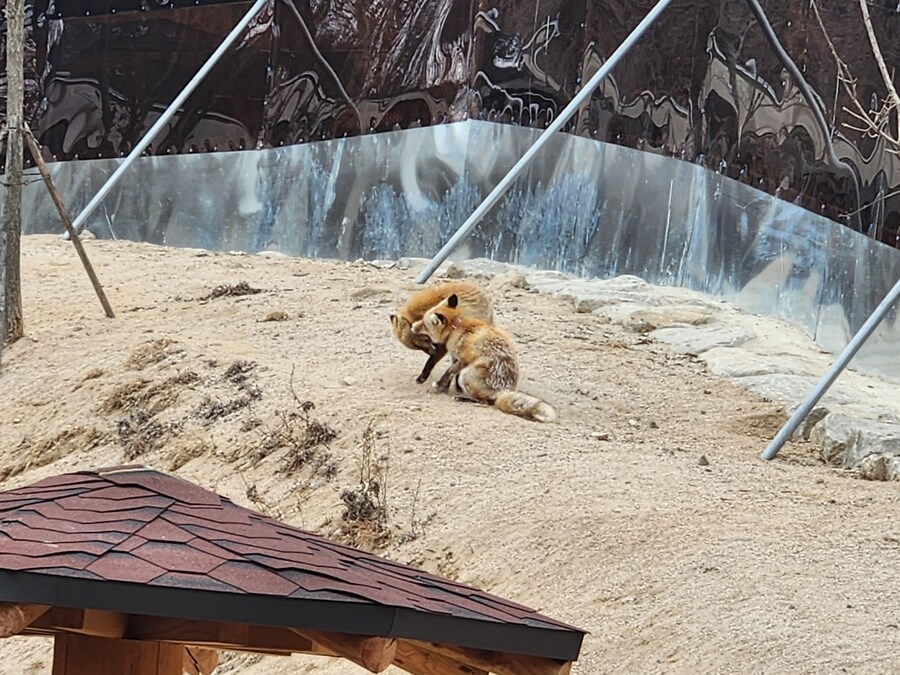 여우) 주말에 여우생태관찰원가서 대박샷찍고옴.jpg_9.jpg