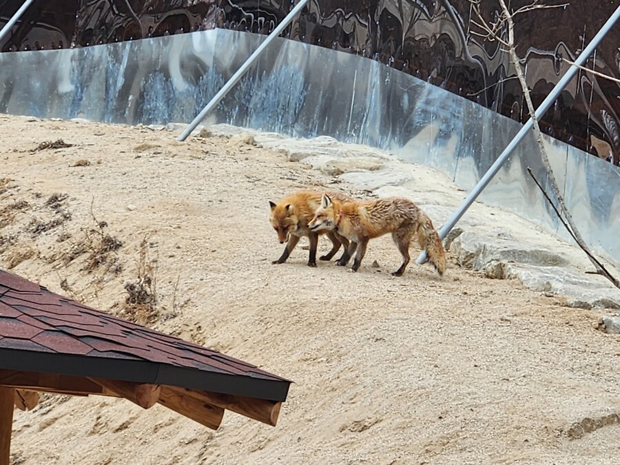 여우) 주말에 여우생태관찰원가서 대박샷찍고옴.jpg_11.jpg