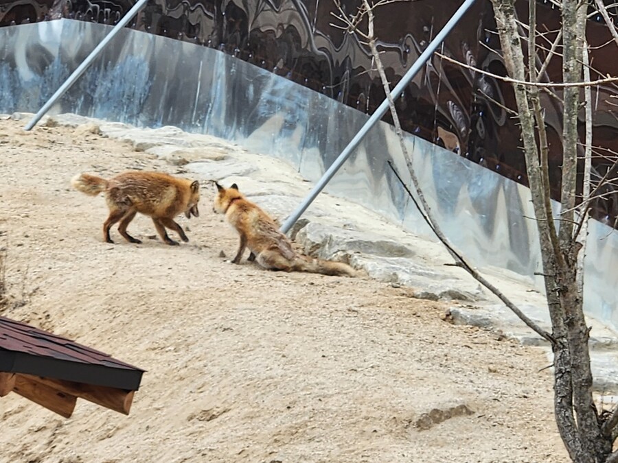 여우) 주말에 여우생태관찰원가서 대박샷찍고옴.jpg_12.jpg