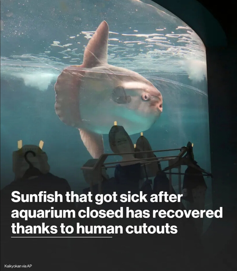 외로움에 빠진 개복치를 위한 복지_1.jpg