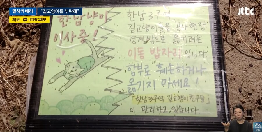 JTBC 길고양이 뉴스 뭐냐 ㅋㅋ_3.png