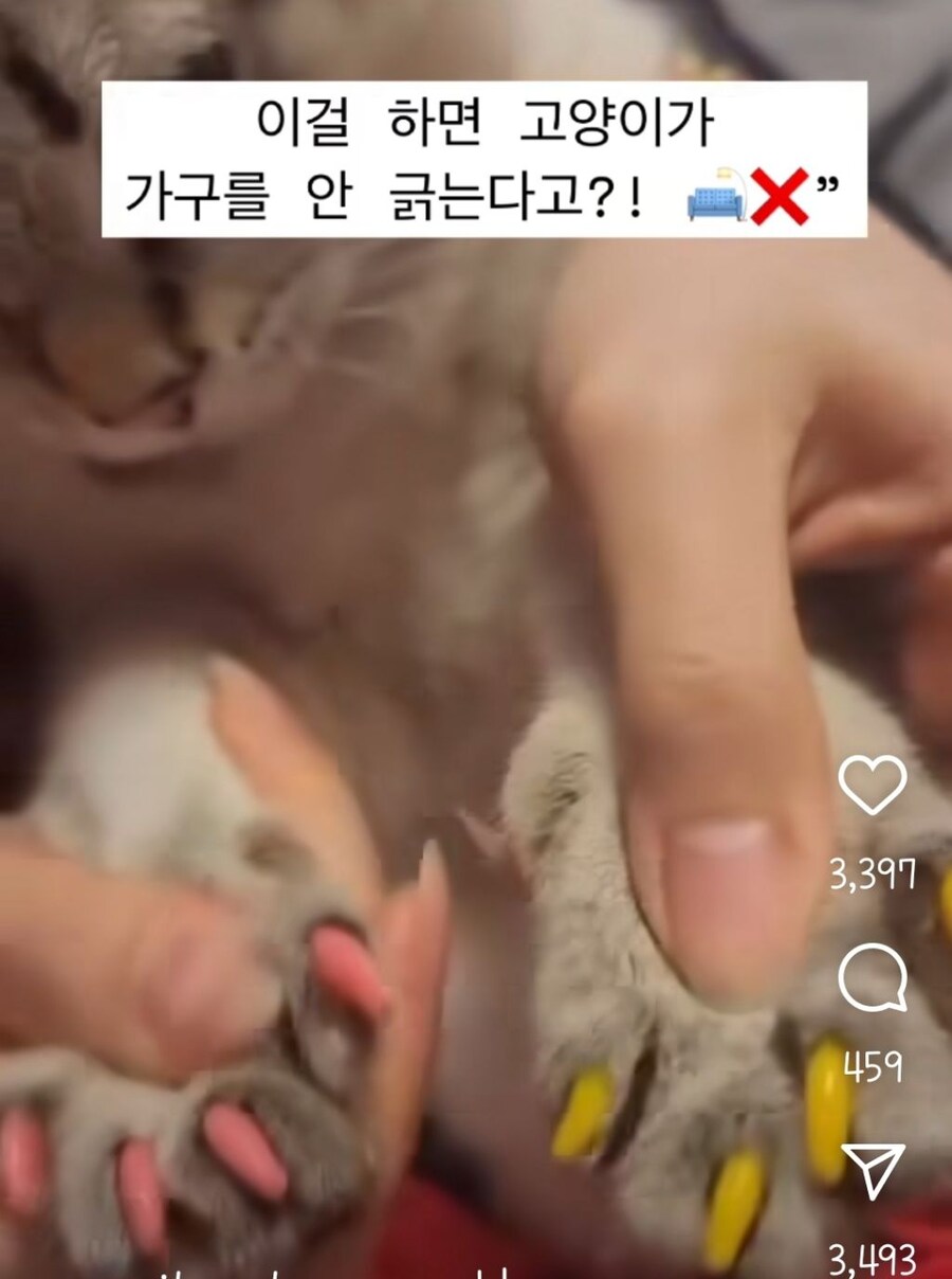 현재 논란중인 고양이 발톱 실리콘 덮개_1.jpg