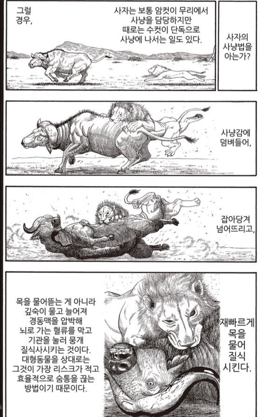 사자를 격투기로 이길 수 없는 이유.manwha_11.jpg