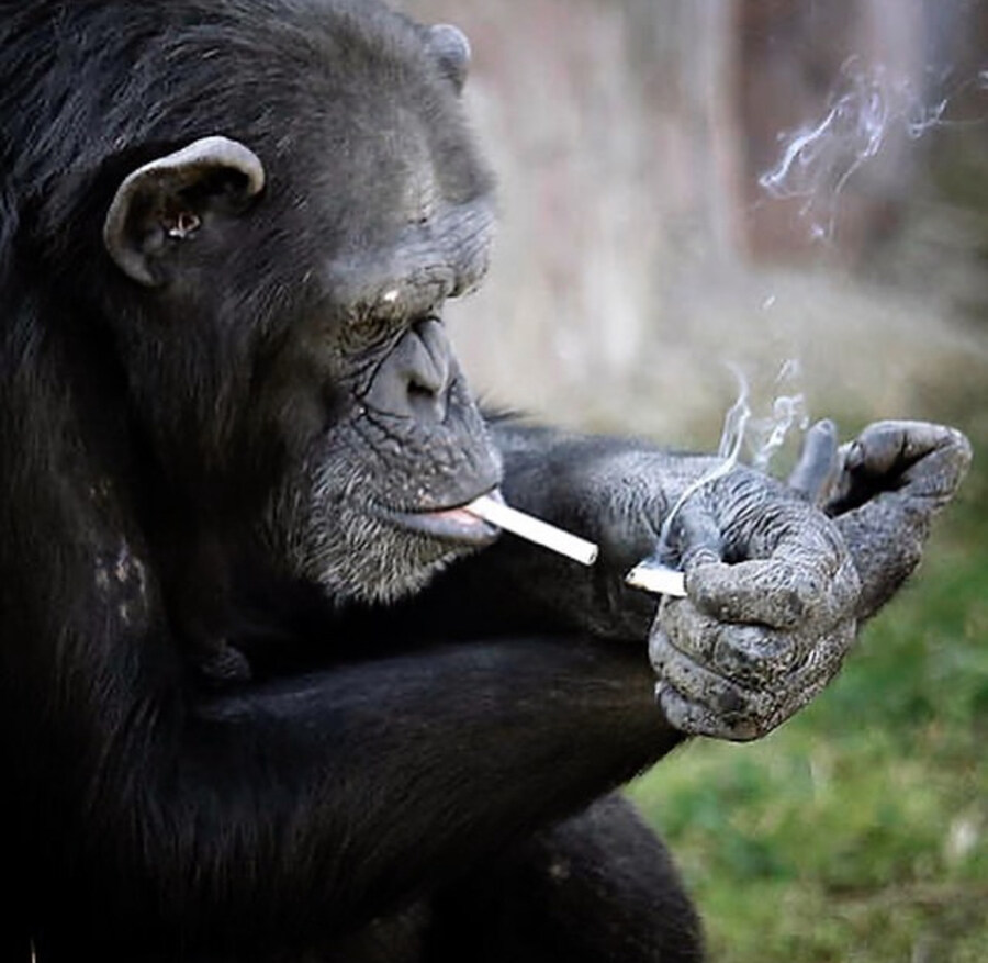 쥬라기 공원) 시발 또 혼종 돌연변이 괴물이냐?_13.jpg