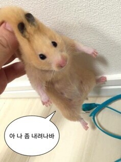 국내 분양되는 애완설치류 뭐있지?_1.jpg