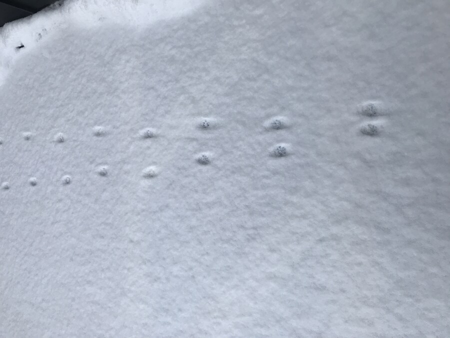 눈밭에 찍힌 냐옹이 발자국_1.jpg