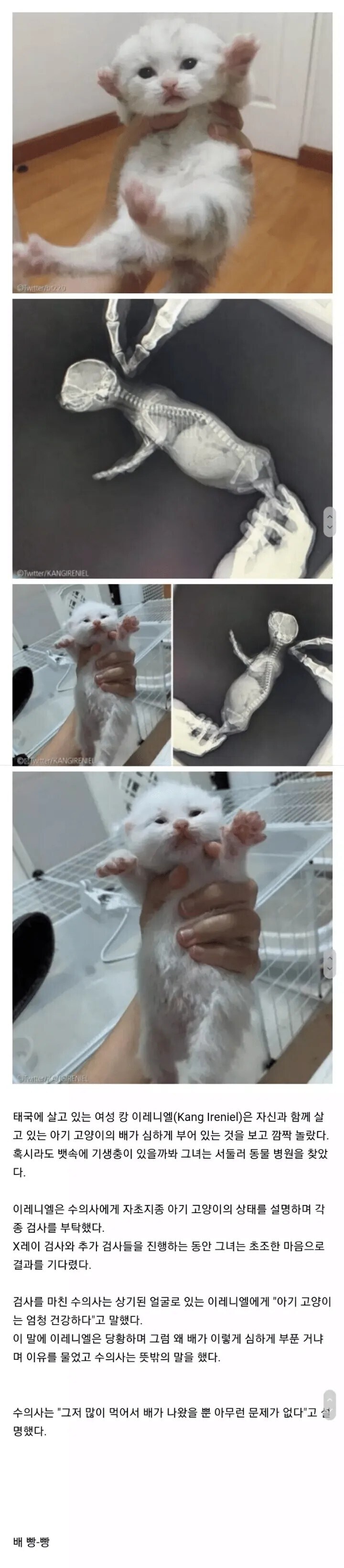 애기 고양이 배가 심하게 부은 걸 보고 병원 갔는데 받은 진단 결과.jpg_1.jpg