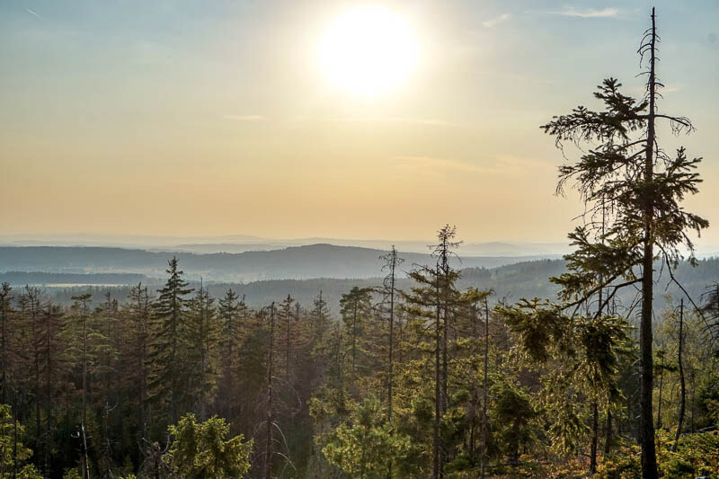 야생 비버들 덕분에 19억원을 아낀 체코_1.jpg