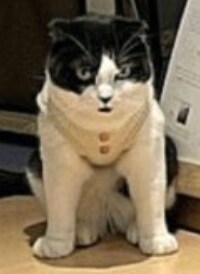 캣타워에 올라가는 강아지_3.jpg