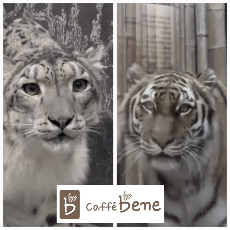 설표 만난 호랑이 표정이 결코 안전하지 않은 이유_1.jpg