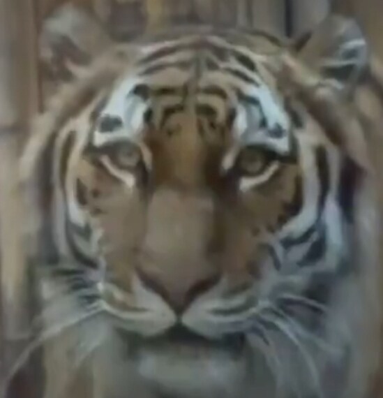 설표 만난 호랑이 표정이 결코 안전하지 않은 이유_6.jpg