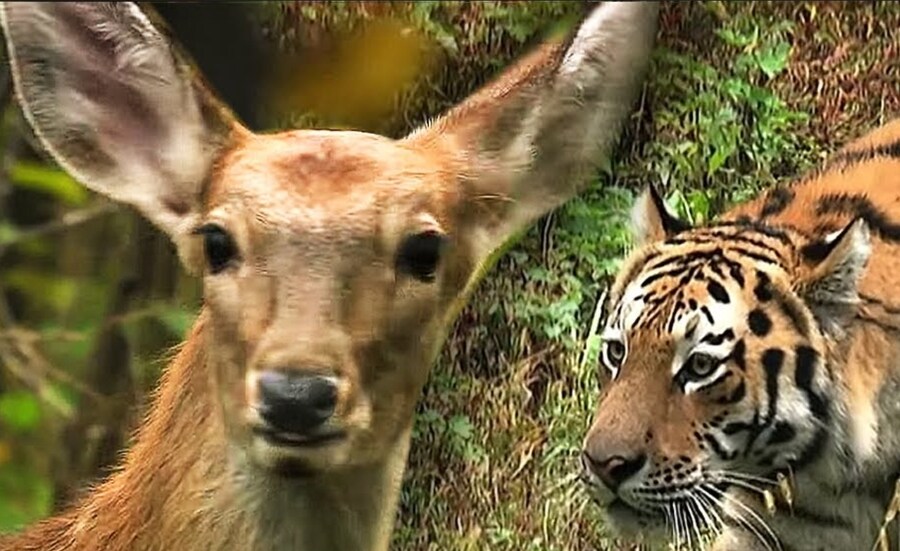 설표 만난 호랑이 표정이 결코 안전하지 않은 이유_7.jpg