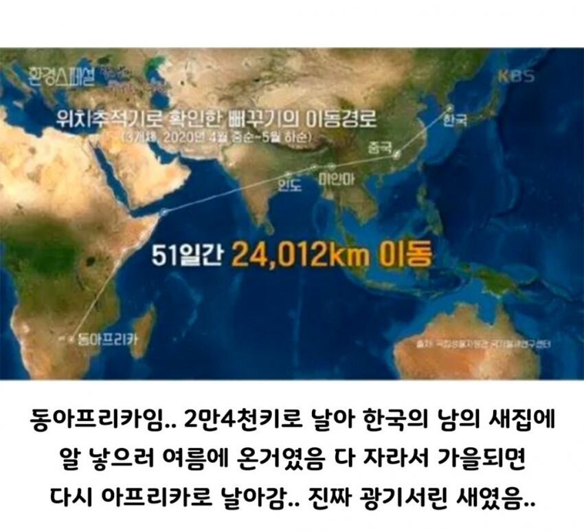 생각 보다 더 정신 나간 새였던 뻐꾸기.jpg_2.jpg