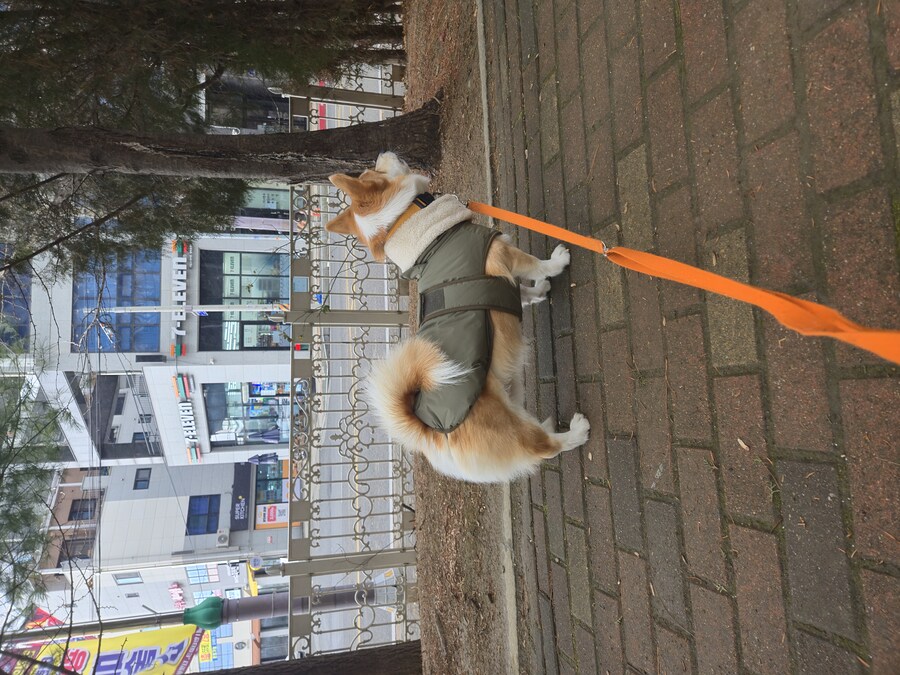 웰시코기와 함께한 연휴_10.jpg