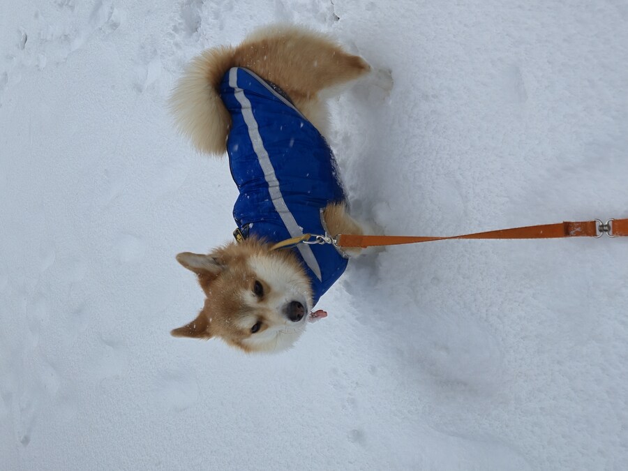 웰시코기와 함께한 연휴_17.jpg