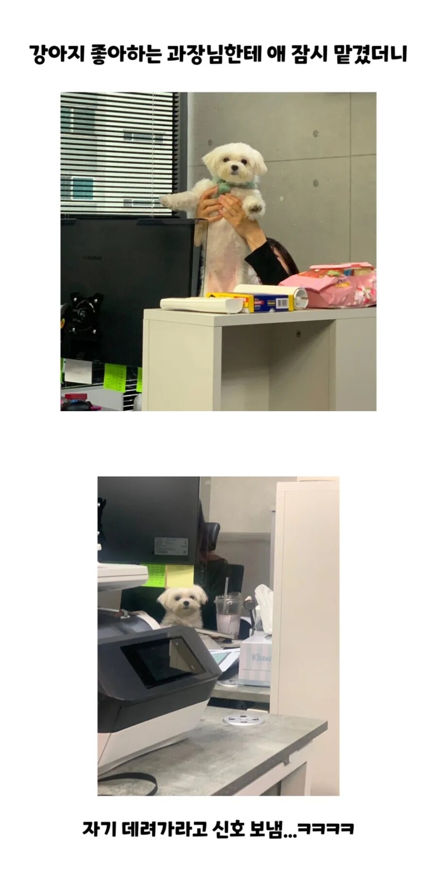 과장님에게 팔려간 강아지의 최후.jpg_1.jpg