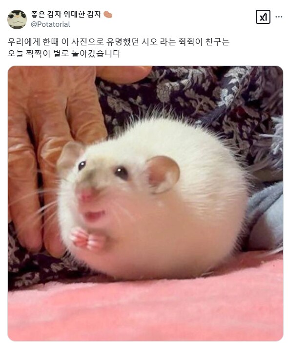 간사해보이는 쥐 근황_2.png