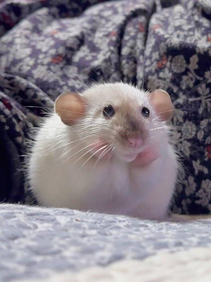 간사해보이는 쥐 근황_4.jpg