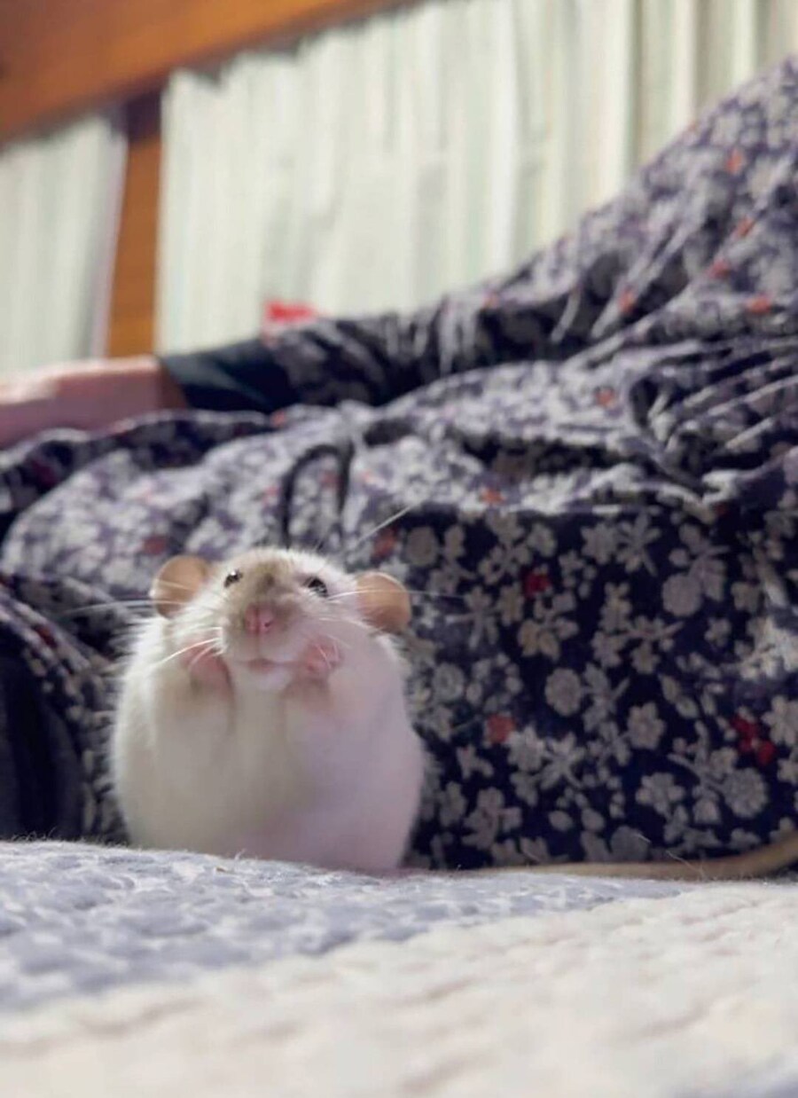 간사해보이는 쥐 근황_5.jpg