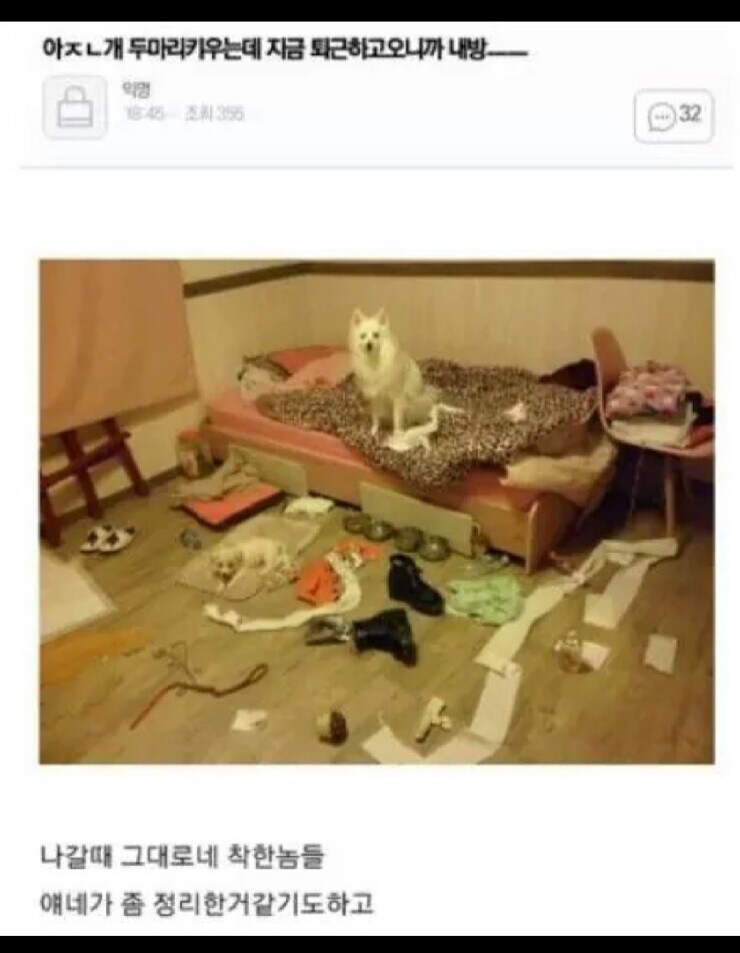 개 키우는 주인이 퇴근해보니.JPG_1.jpg