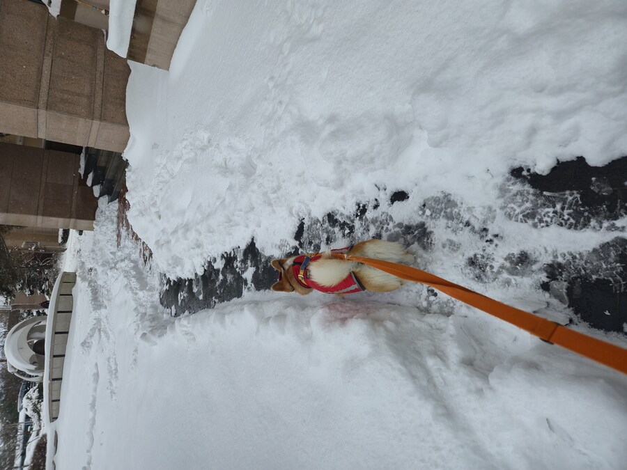 웰시코기와 함께한 연휴_21.jpg