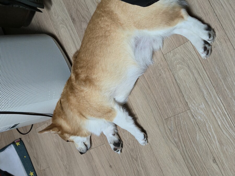 웰시코기와 함께한 연휴_23.jpg