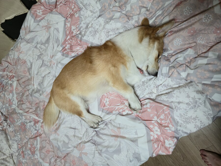 웰시코기와 함께한 연휴_24.jpg