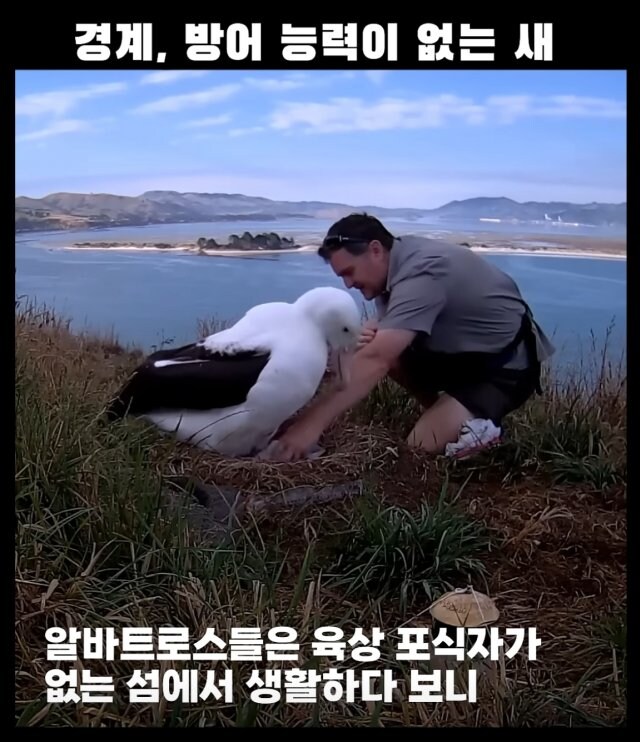 경계, 방어능력이 없는 새&nbsp;_2.jpg