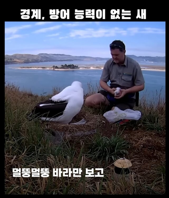 경계, 방어능력이 없는 새&nbsp;_5.jpg