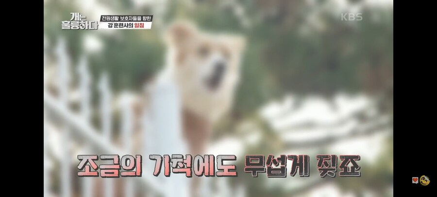 전원주택에서 개를 키우는 것에 충고하는 강형욱._5.jpg