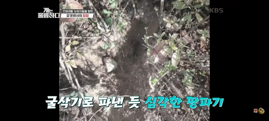 전원주택에서 개를 키우는 것에 충고하는 강형욱._25.jpg