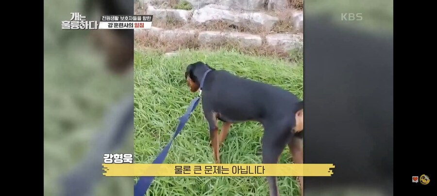 전원주택에서 개를 키우는 것에 충고하는 강형욱._27.jpg